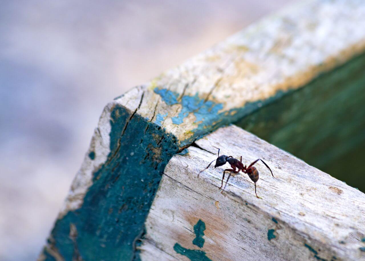 Cara mengusir semut agar tidak datang lagi