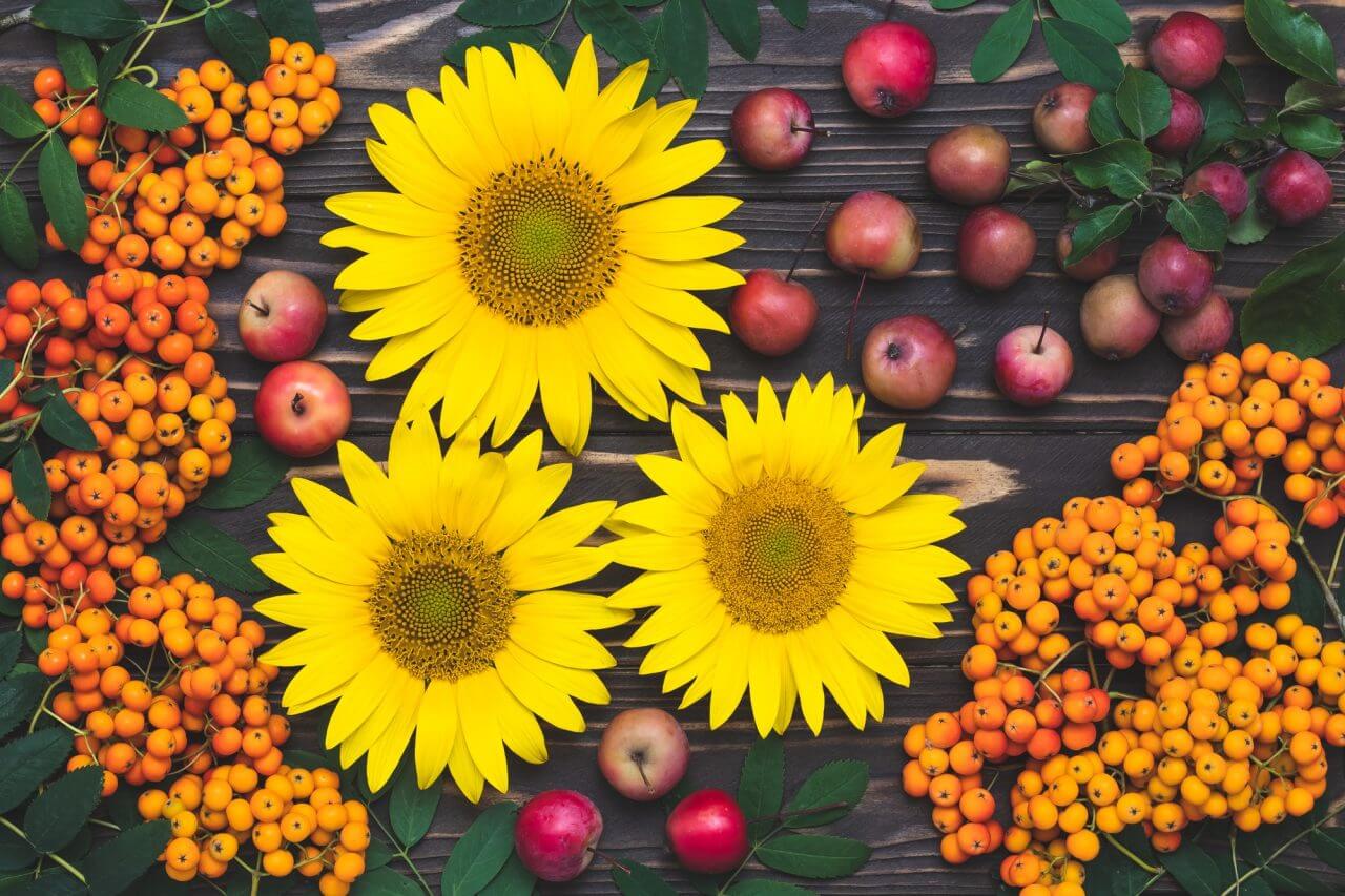 19 Gambar Bunga Cantik dan Indah di Dunia Bunga matahari