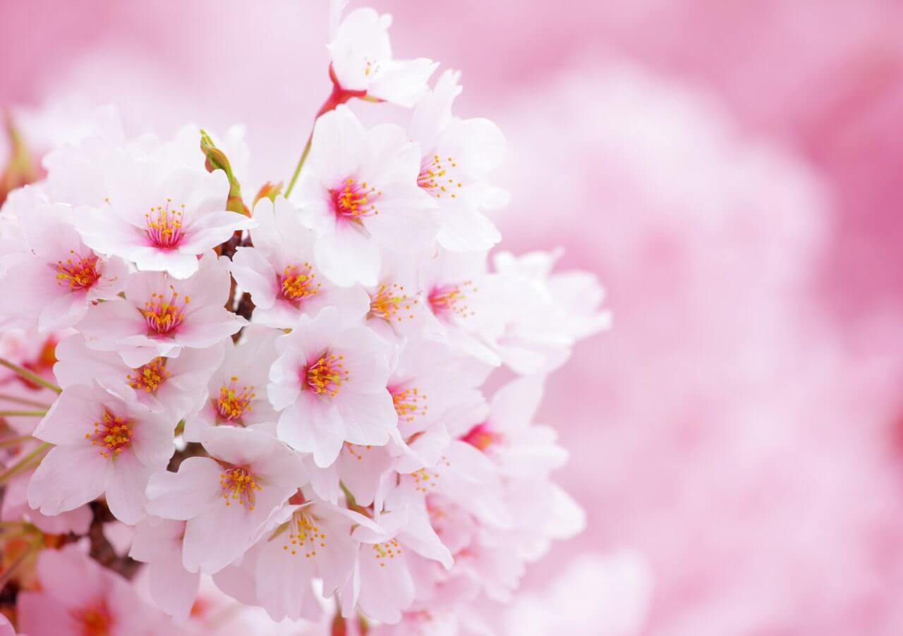 Bagian bunga sakura