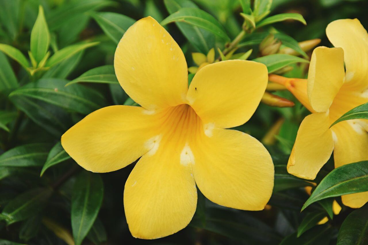 19 Gambar Bunga Cantik dan Indah di Dunia Bunga alamanda