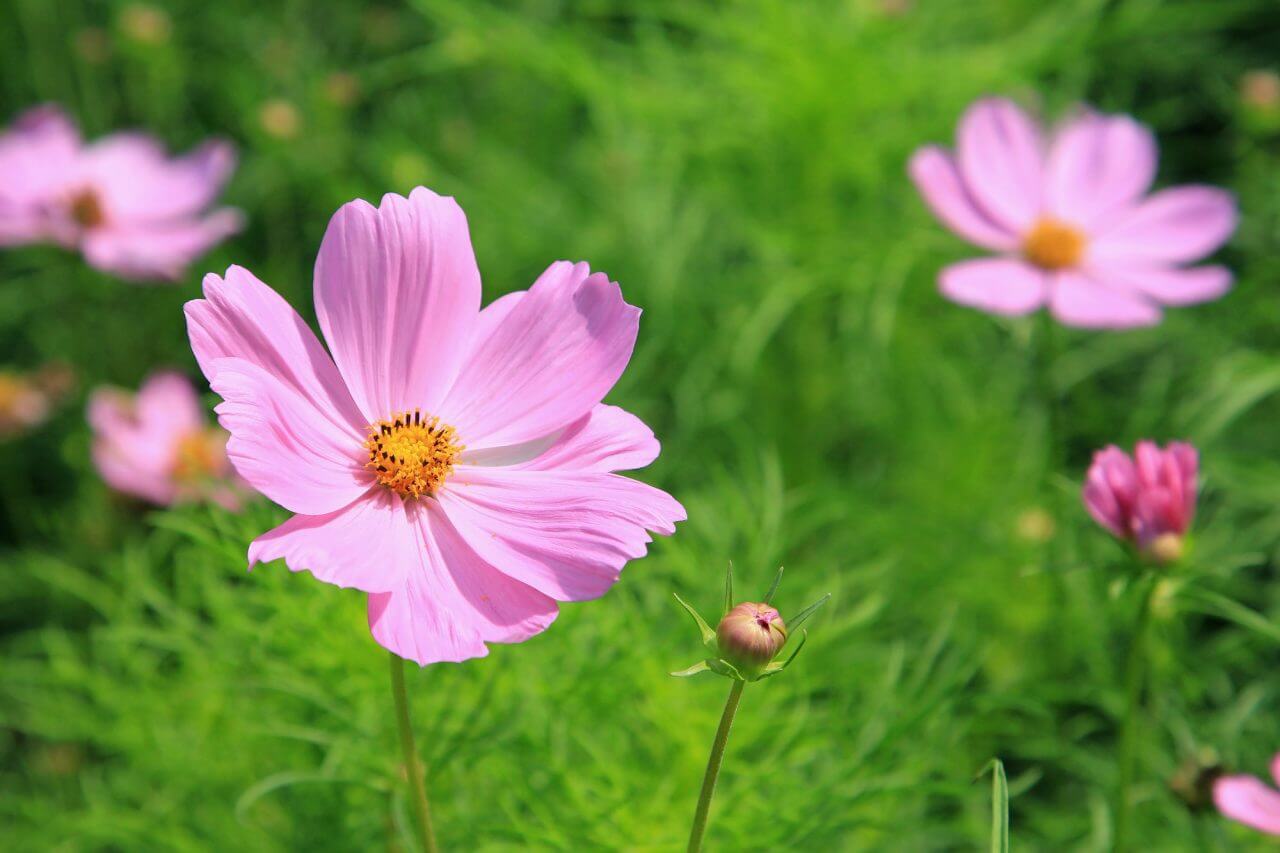 Bunga cosmos