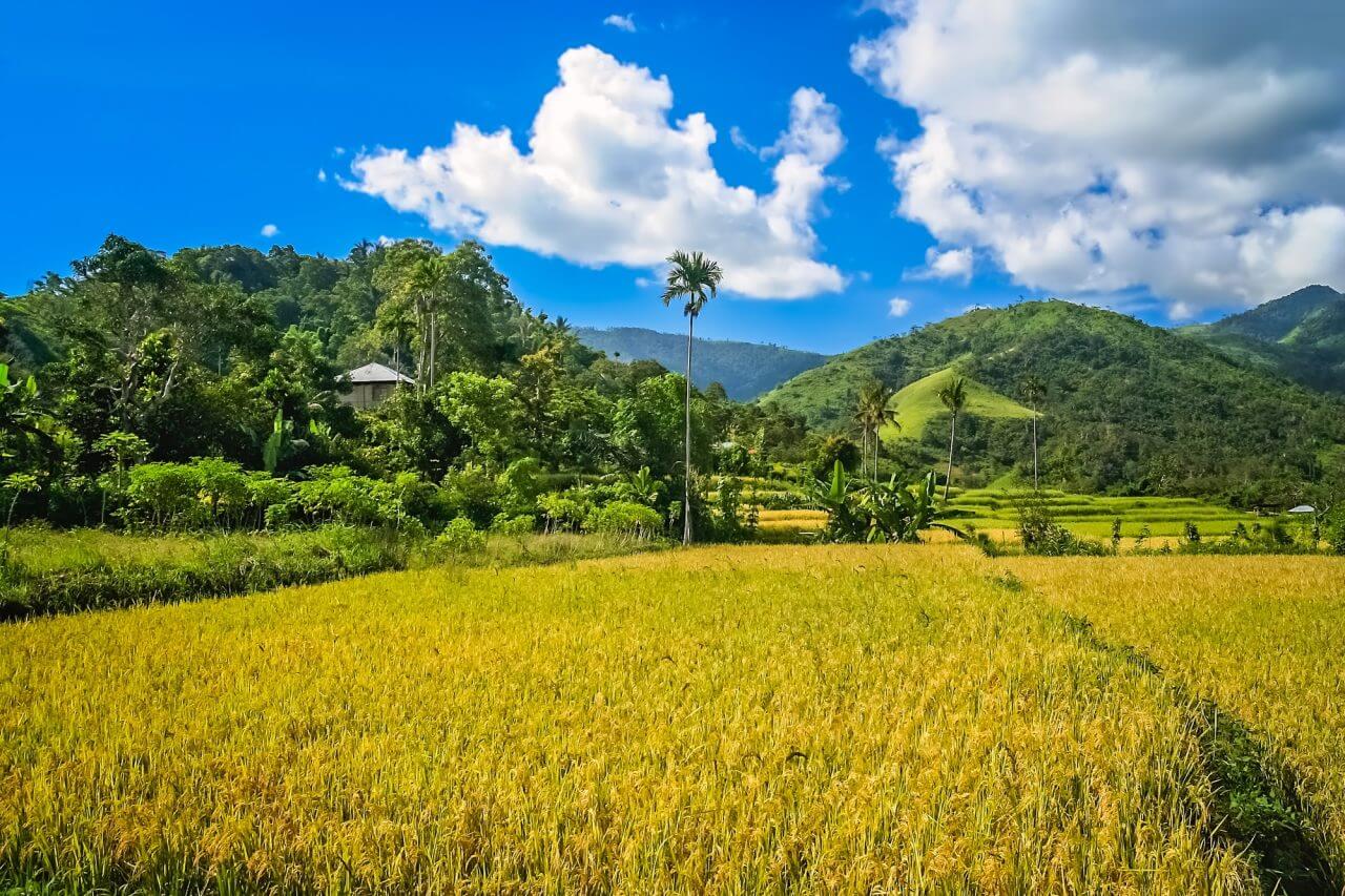 Gambar gunung dan persawahan