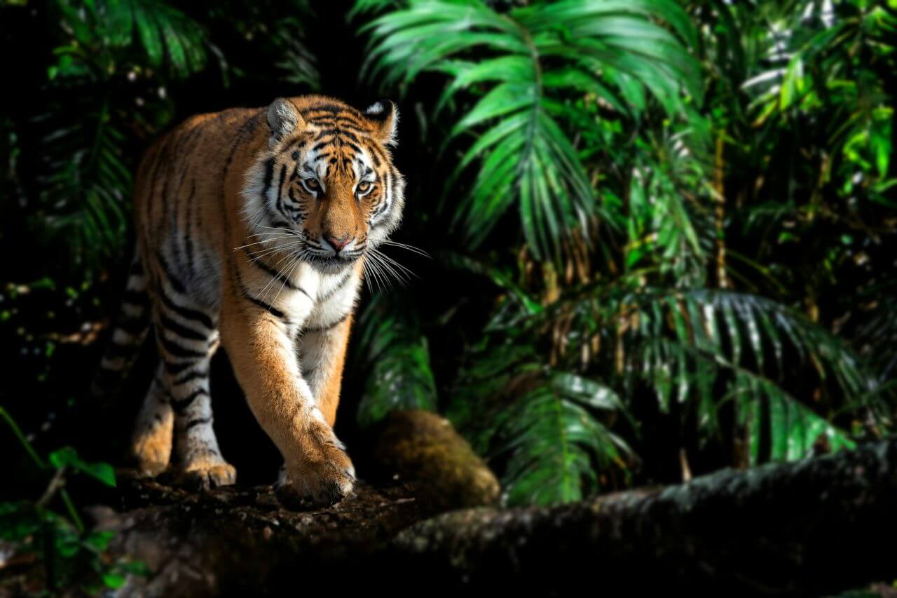 Wallpaper macan full HD