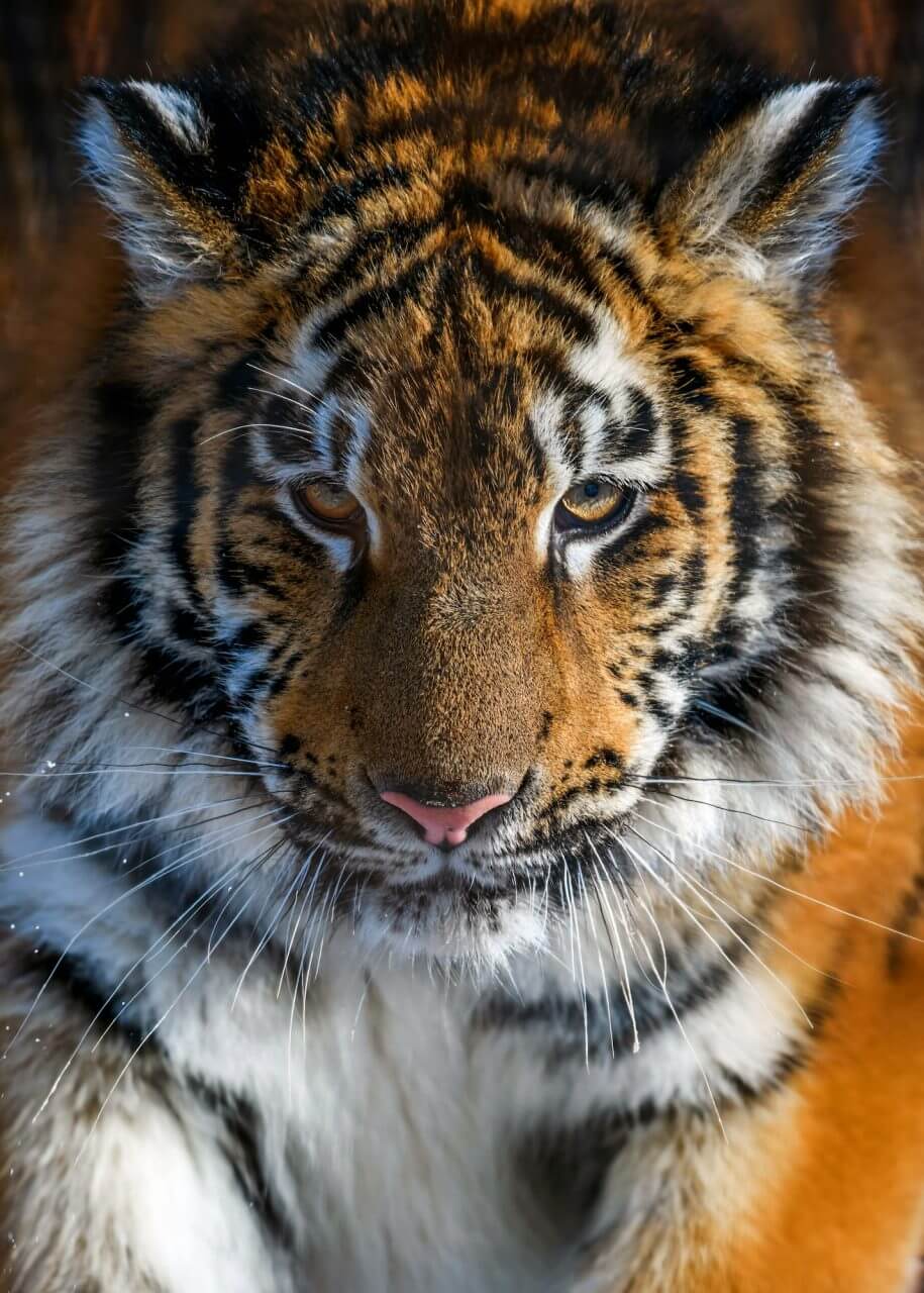 Wallpaper HD Android