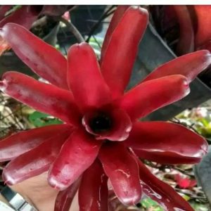 Tanaman Hias Bromelia Pakis Merah Mini Tanaman Hias Bromelia Pakis Merah Mini